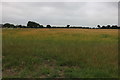 Field by Main Road south of Bicknacre