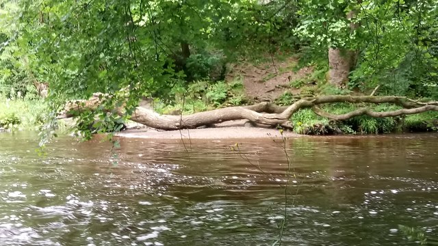 Big Fallen Branch on Riverbank