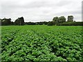 Crop Field View