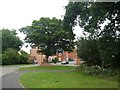 Established tree on new estate, Sandoe Way, Pinhoe