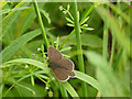 SE2425 : Ringlet butterfly near Scholecroft Farm by Stephen Craven
