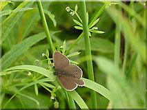 SE2425 : Ringlet butterfly near Scholecroft Farm by Stephen Craven