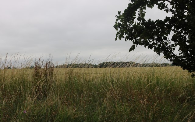 Field by Roman Road, Mountnessing