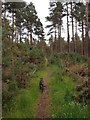 Overgrown track in Lagnagreishach Wood