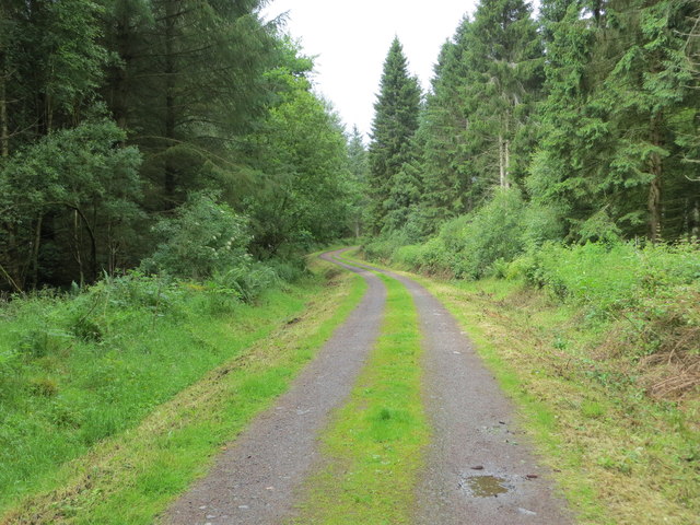Track in Taymount Wood