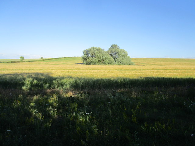 Barley field and trees round a pond © Jonathan Thacker :: Geograph ...