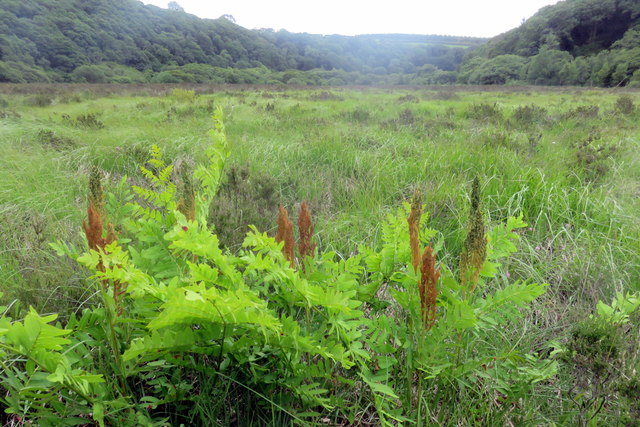 Royal fern in Esgyrn raised bog