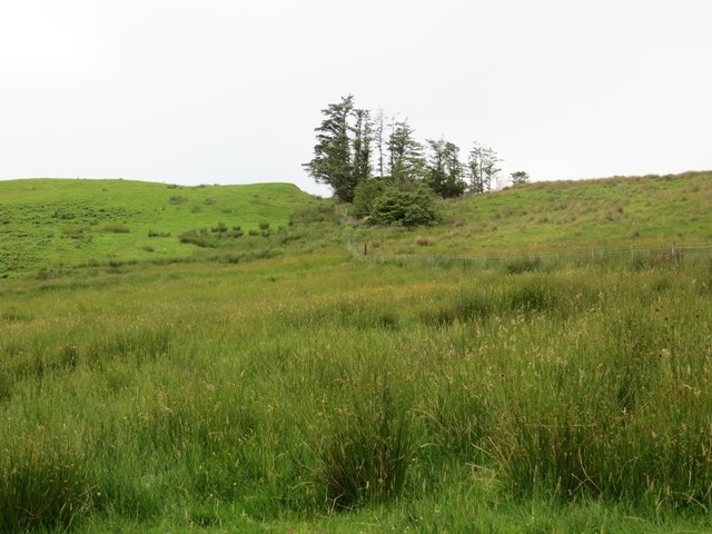 Remains of a small copse of trees on the farmland