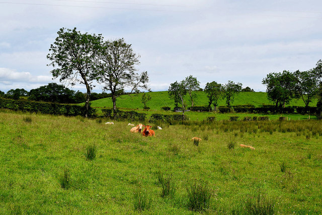 Cattle, Kilgort