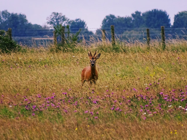 Roe deer buck, Blakehill Airfield nature reserve, Leigh, Wiltshire