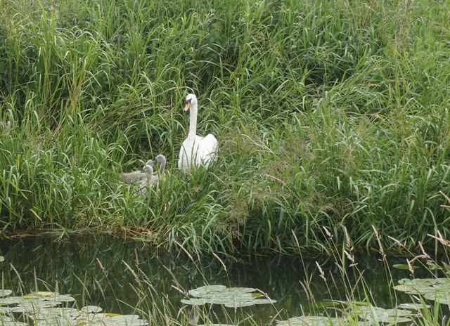 Swan and cygnets on the River Foulness