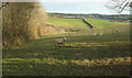 Sheep, Blagdon Hill