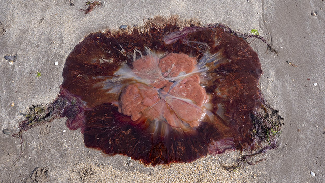 Lion's Mane jellyfish, Groomsport