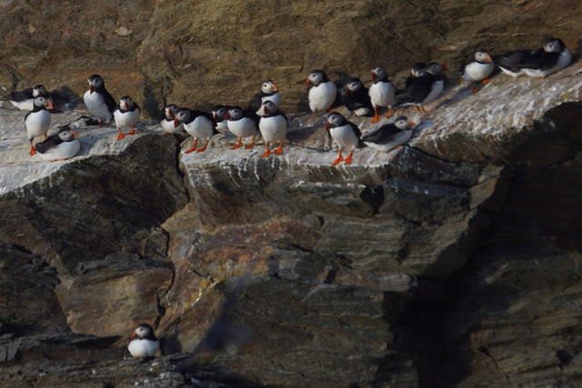 Puffins, Hermaness