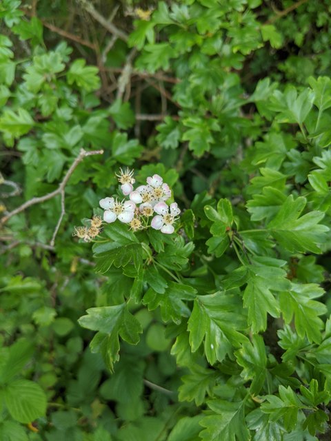 Hawthorn in hedgerow - 37