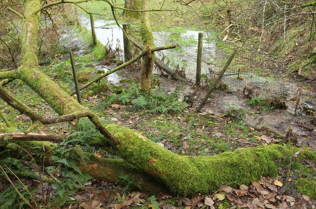 Swampy woodland near Kennisham Hill