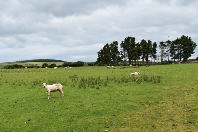 Sheep pasture at Carriggower Townland
