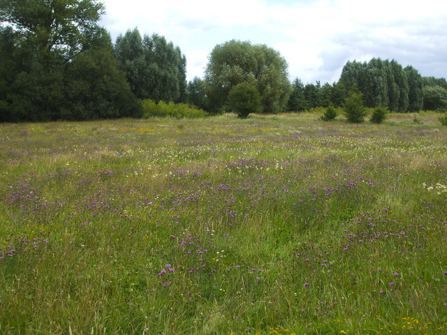 Flower meadow on the Perry Mead Reserve © Neil Owen cc-by-sa/2.0 ...