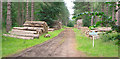 Log piles, Buckland Warren