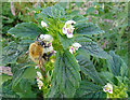 Common Hemp-nettle (Galeopsis tetrahit) with Bumble Bee