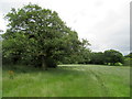 Footpath through field