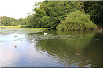 NS2209 : Swan Pond, Culzean Country Park by Billy McCrorie