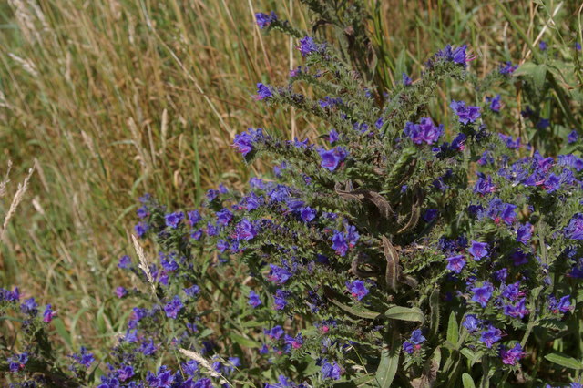 Viper's Bugloss by the side of the track, Chillesford
