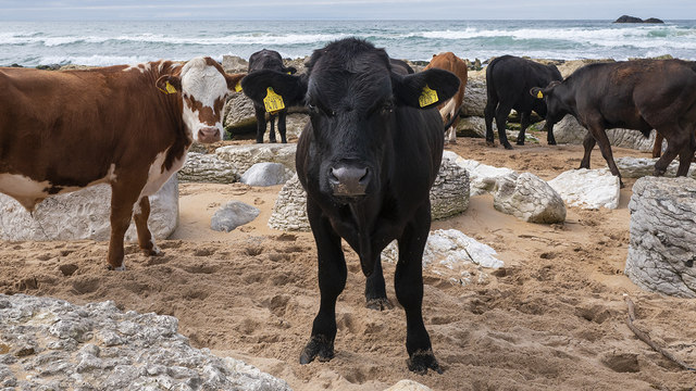 Cattle, White Park Bay