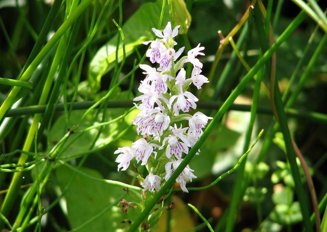 Common Spotted Orchid (Dactylorhiza fuchsii)