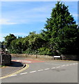 Tall tree at the northern end of Somerset Road, Monmouth