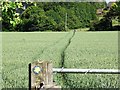 Footpath through the crop