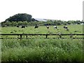 Field with cattle