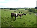NZ0484 : Cattle at Scarlett Hall farm by Oliver Dixon