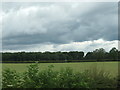 SE8947 : Dark clouds over Prickett Walk plantation by Christine Johnstone