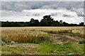 TL9255 : Thorpe Green: Cereal crop by Michael Garlick