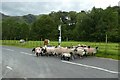NY2413 : Sheep being herded up the road by DS Pugh