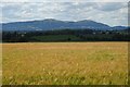 Barley and the Malvern Hills