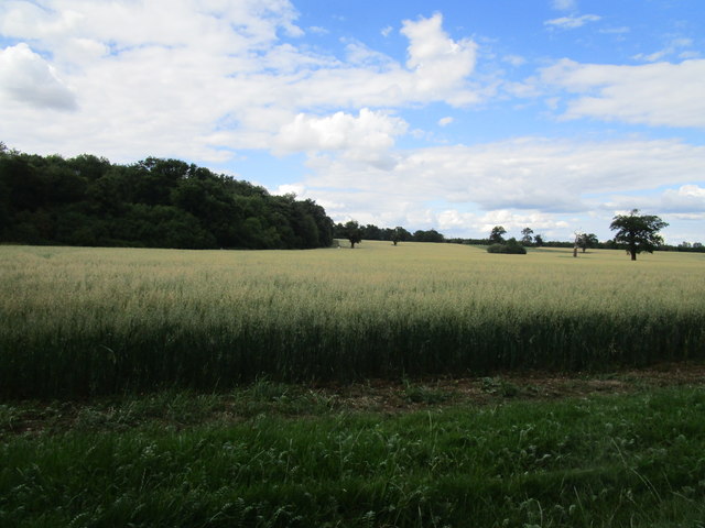 Oat field and Honeyhill Wood
