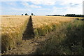 TL0567 : Footpath through the barley by Philip Jeffrey