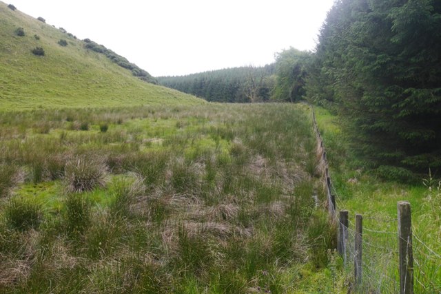 Woodland edge © Richard Webb :: Geograph Britain and Ireland