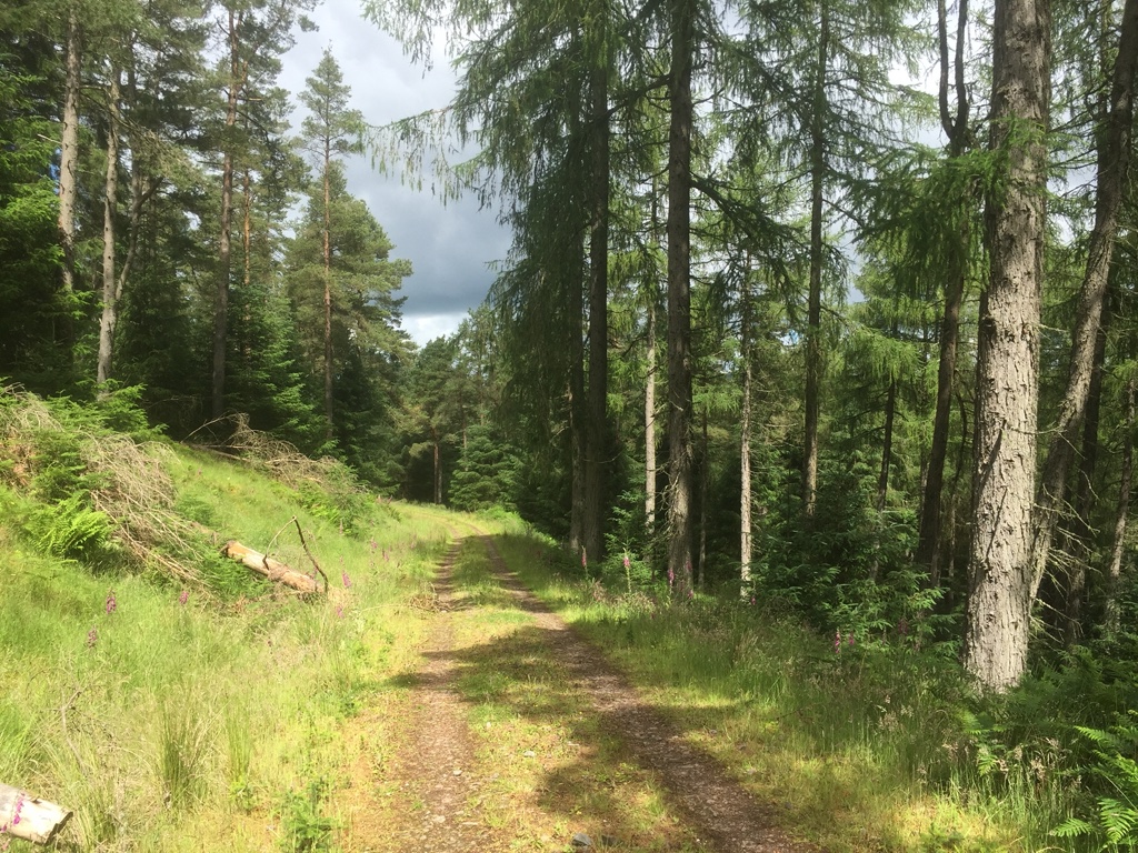 Road, Glentress Forest © Richard Webb :: Geograph Britain and Ireland