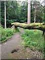 Fallen tree