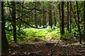 View into Ringwood Forest south of Home Farm