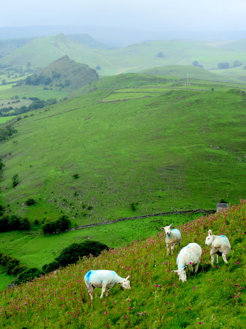 Sheep grazing on High Wheeldon