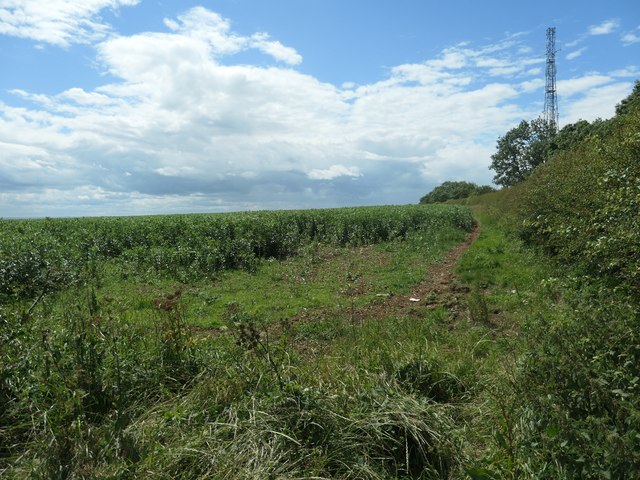 Arable crop at the top of Thornholme Field