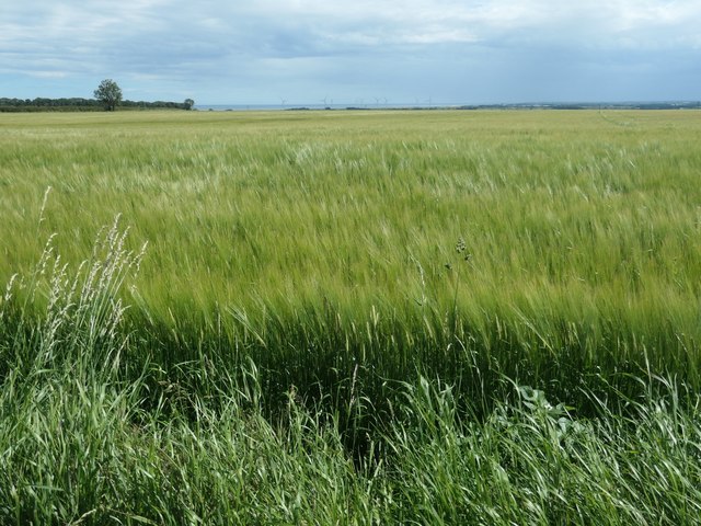 Green barley, south of Sands Wood