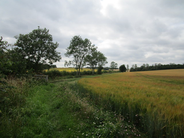 Footpath and barley field