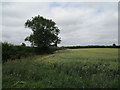 TL0771 : Wheat field near Catworth Lodge by Jonathan Thacker