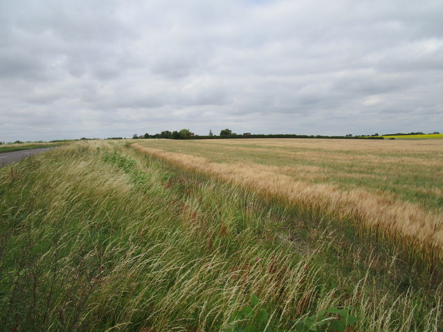 Barley field near Tilbrook