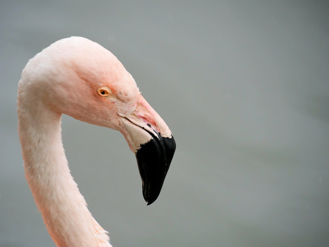 Chilean Flamingo (Phoenicopterus... © David Dixon cc-by-sa/2.0 :: Geograph Britain and Ireland